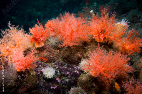 Scarlet psolus underwater in the St. Lawrence River