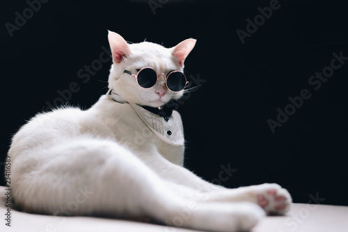 Fototapeta Naklejka Na Ścianę i Meble -  Portrait of Tuxedo White Cat wearing sunglasses  and suit,animal  fashion concept.