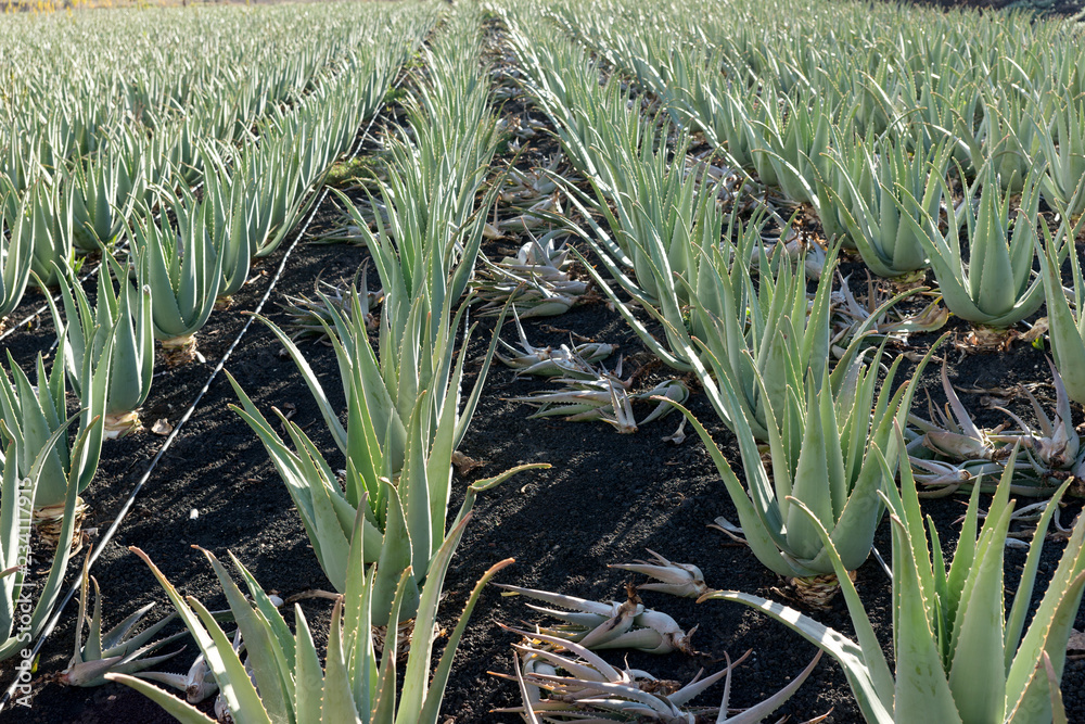 Obraz premium Aloe vera plants on the farm in Fuerteventura. Canary Islands. Spain