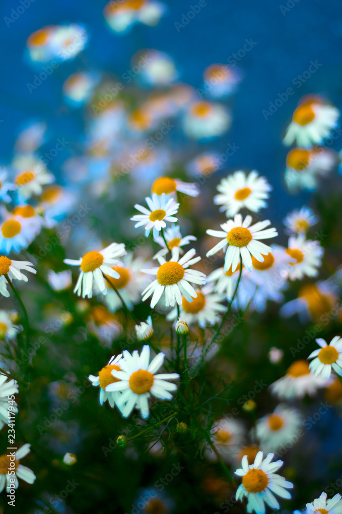 Fototapeta premium chamomile blooming flowers blurred blue background