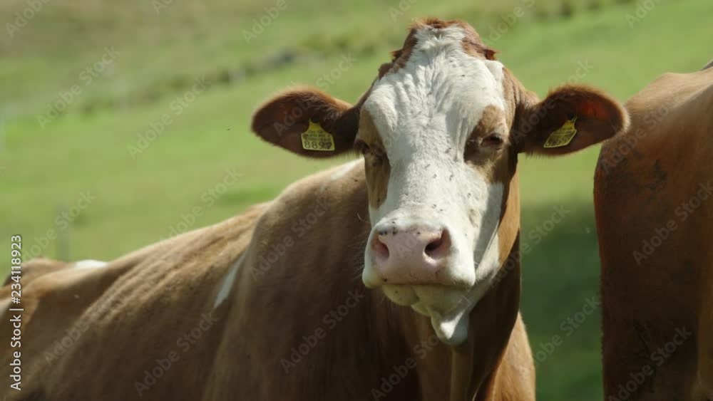 Swiss cow on the Alps. Super slow notion. 240 fps. Beautiful boken blurred background. Swiss cow on the Alps. Super slow notion. 240 fps. Beautiful boken blurred background.