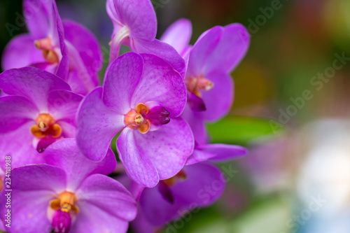 Beautiful purple Phalaenopsis orchid flowers with natural background.