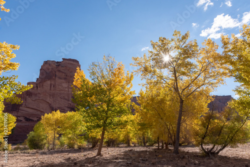 Autumn in a canyon