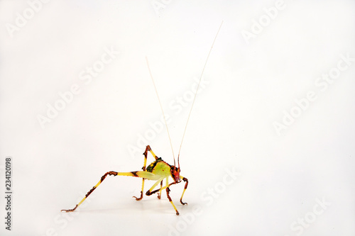 junge Blattheuschrecke (Ancylecha fenestrata) photo