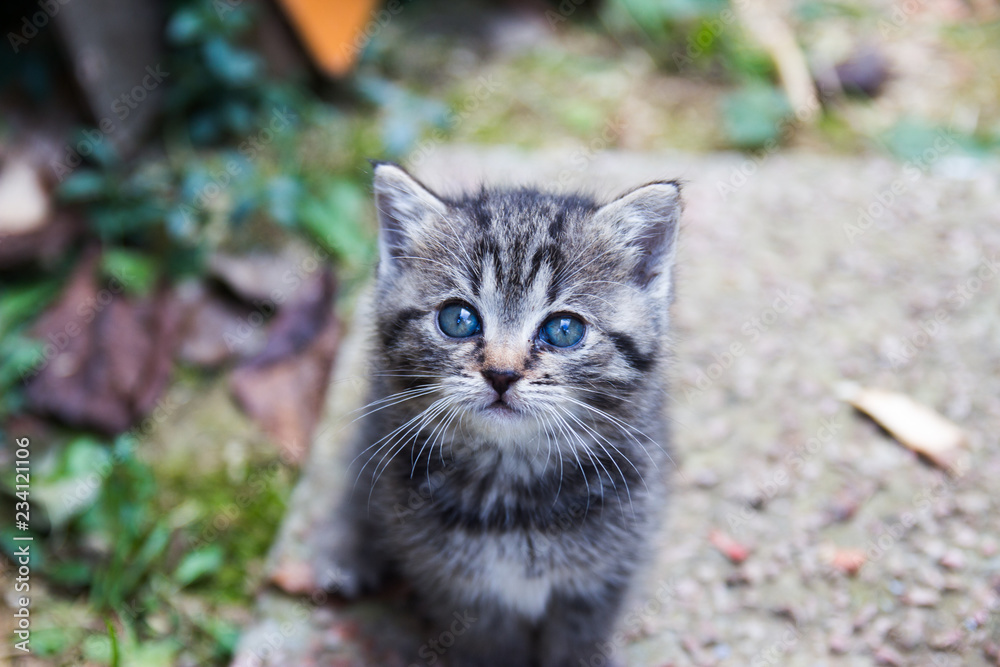 Obraz premium Cute newborn cat posing