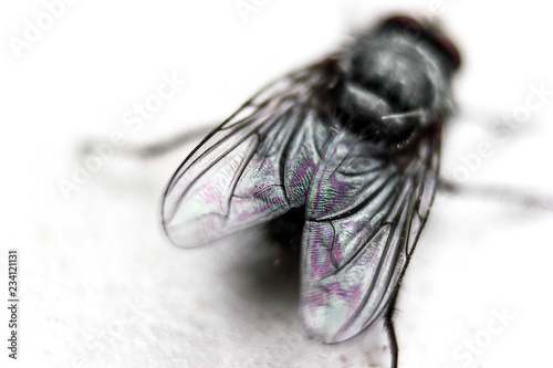 fly isolated on white photo