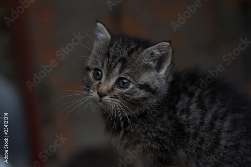 Cute newborn cat posing