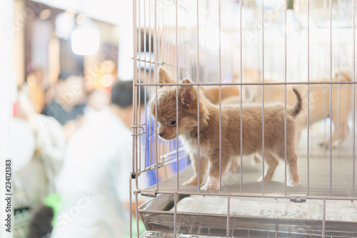 Puppy in a cage for selling in the pet market,People buying pets from pet store