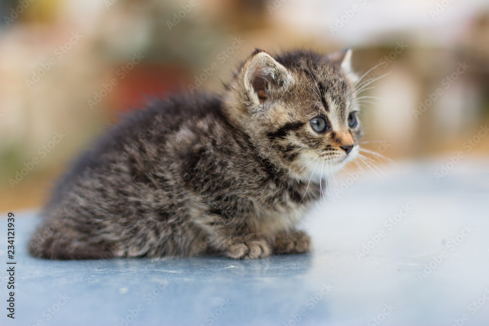 Cute newborn cat posing