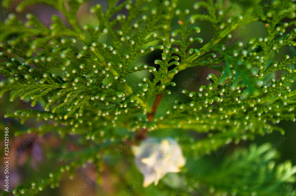 Incense cedar tree Calocedrus decurrens branch close up. Incense cedar tree Calocedrus decurrens branch close up.
