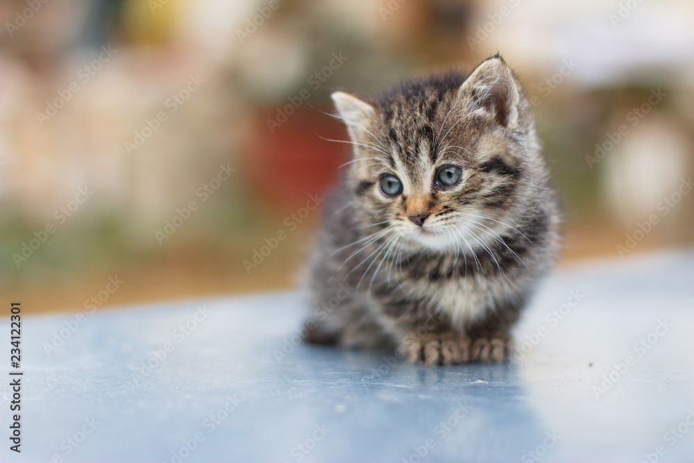 Fototapeta premium Cute newborn cat posing