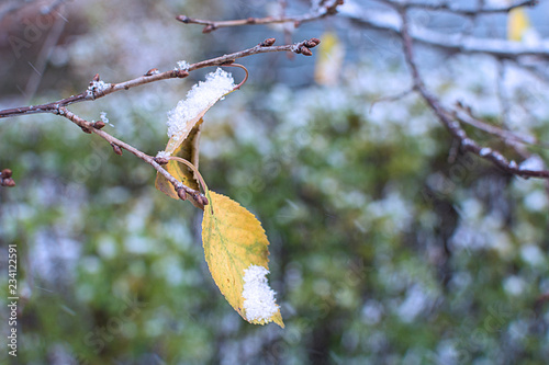 Dry yellow sheet hangs on a branch and snow-capped photo