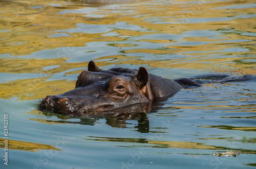 Hippopotamus ordinary floating in a pond