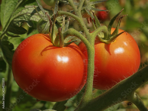 Tomate Saint-Pierre