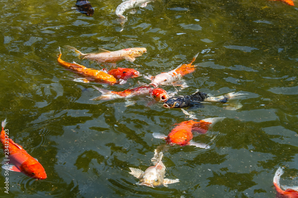 Giant goldfish collects food on the surface of the water Giant goldfish collects food on the surface of the water