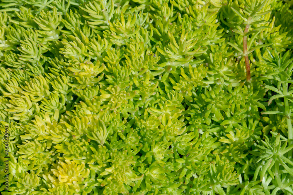 plant stipes closeup plant stipes closeup