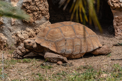 Giant tortoise basks in the bright sun