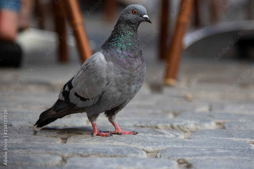 pigeon on ground pigeon on ground