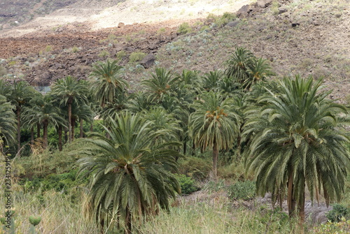 Palmy rosnące w górskiej dolinie
