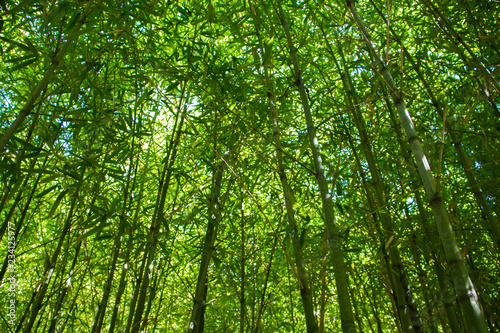 Lots of tall bamboo branches in a green grove