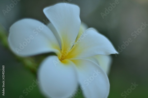 Fototapeta Naklejka Na Ścianę i Meble -  white flower on green background
