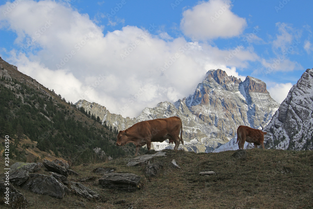 Vaches sur fond de Mont Viso