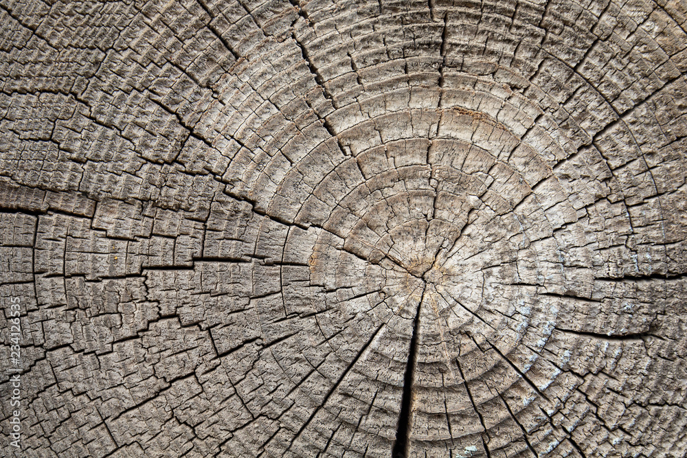 Fototapeta premium cut tree trunk