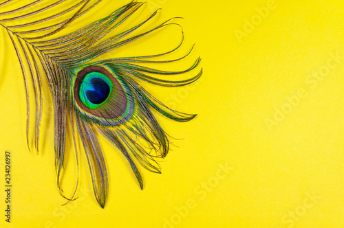 Peacock feather on a yellow background, top view, flat lay. Trend bright colors. Space for text.