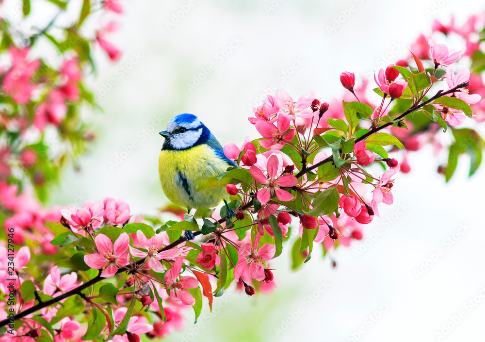 Obraz premium śliczna mała sikorka siedząca na gałęzi jabłoni z jasnoróżowymi kwiatami w wiosennym ogrodzie