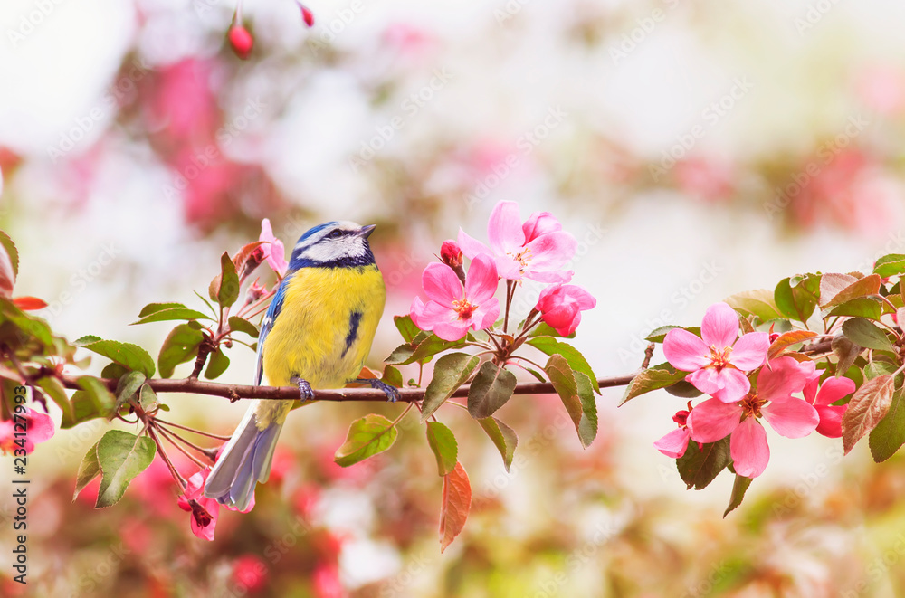 Naklejka premium mały ptak sikora siedzi na gałęzi drzewa jabłoni z jasne różowe kwiaty w ogrodzie wiosną