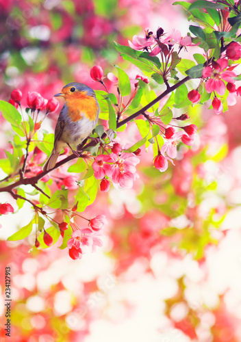 bird Robin sitting on a branch of a flowering pink Apple tree in the spring g...