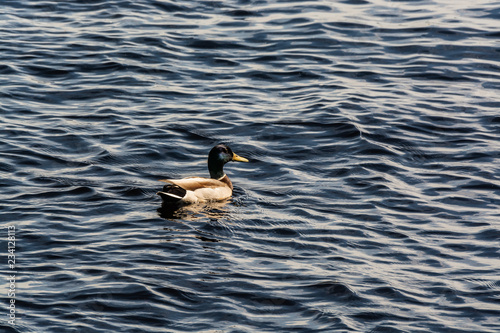 Wild ducks swimming on the waves of cold lakes