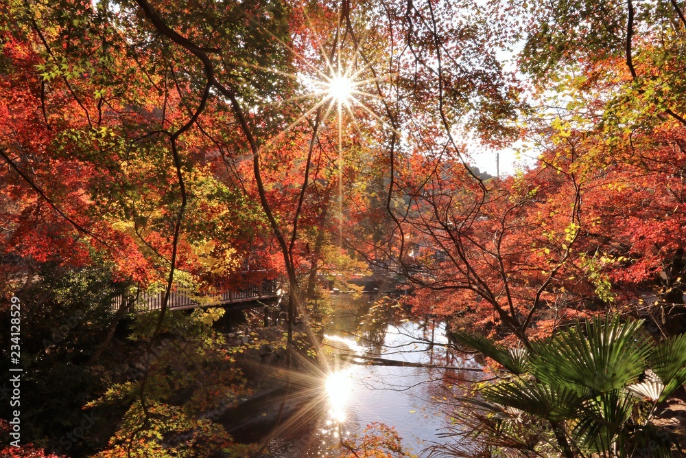 Obraz premium 癒しの紅葉