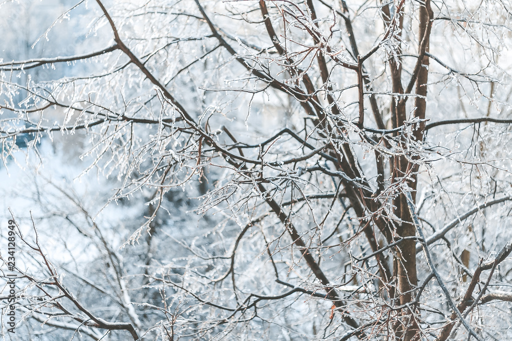 Beautiful tree branches covered with ice and white snow in winter Beautiful tree branches covered with ice and white snow in winter