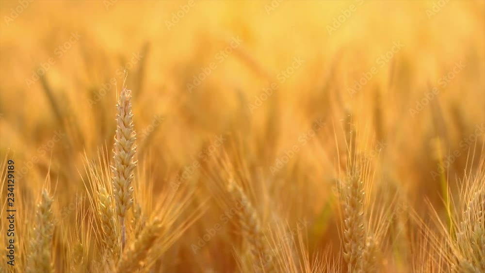 Amazing magic golden sunlight on field of wheat. Wheat crop sways on the field with golden sunlight closeup. Original color 4k footage Amazing magic golden sunlight on field of wheat. Wheat crop sways on the field with golden sunlight closeup. Original color 4k footage