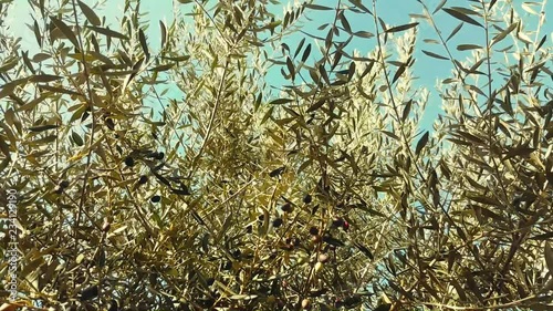 Wallpaper Mural olive trees with olives that move by the wind Torontodigital.ca