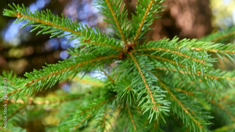 Branches of natural spruce. View of the pine tree. Branches of natural spruce. View of the pine tree.