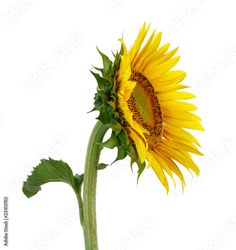 Fototapeta Naklejka Na Ścianę i Meble -  Sunflower isolated on white background
