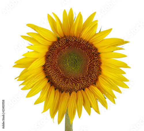 Fototapeta Naklejka Na Ścianę i Meble -  Sunflower