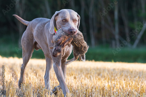 Weimaraner im Revier, 3 Monate alter Welpe und großer Bruder bei Freizeit und AUsbildung photo