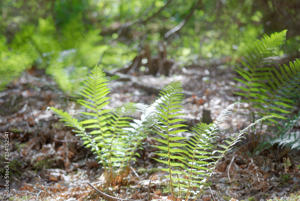 Green fern plants in the forest Green fern plants in the forest
