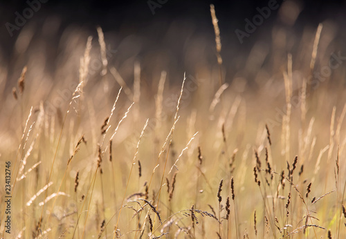 Photos Meadow in warm evening light, short depth of focus