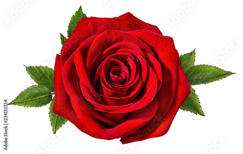 Fototapeta Naklejka Na Ścianę i Meble -  Fresh beautiful rose isolated on white background with clipping path