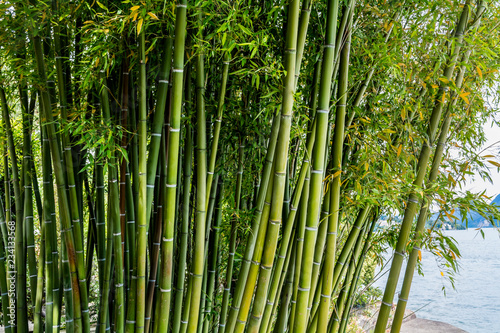 Bamboo Trees in Tropical Rainforest