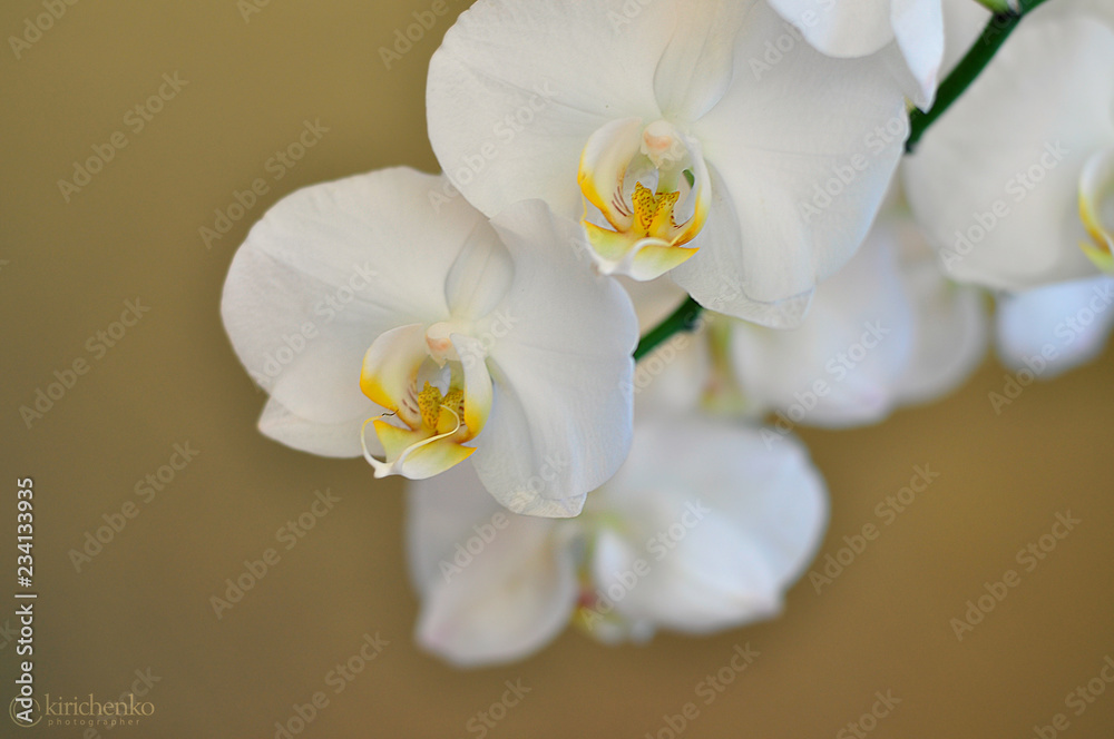 Obraz premium Biała orchidea na czarnym tle