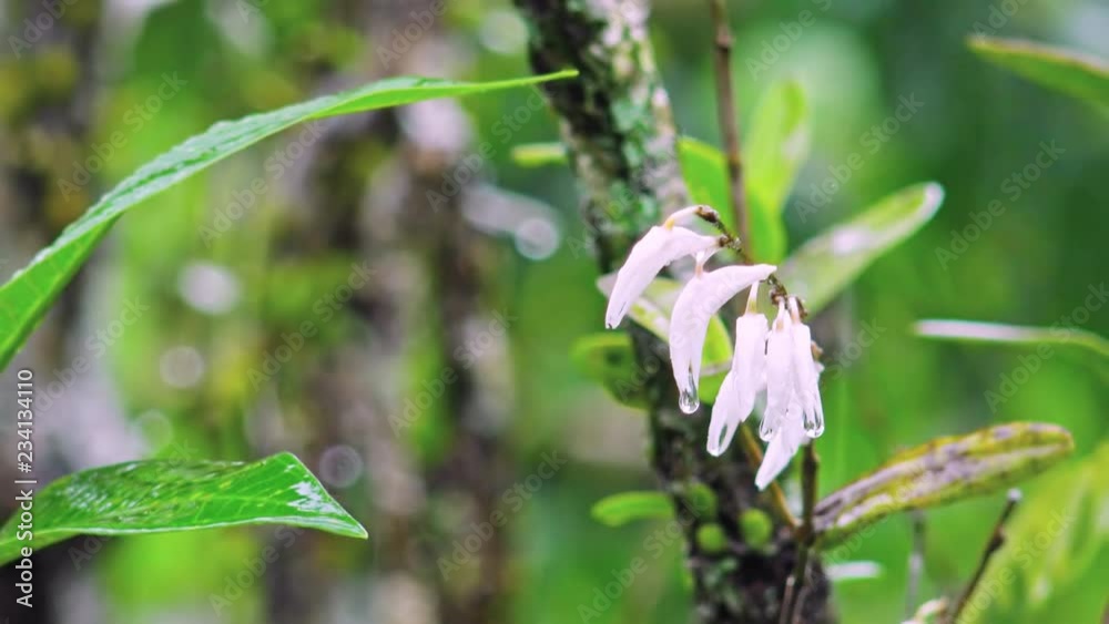 Close-up of wild orchid inflorescence with rain drops hanging from white tender petals. Beautiful blooming flower growing in rainy tropical forest. Camera stays still. Video with original sound. Close-up of wild orchid inflorescence with rain drops hanging from white tender petals. Beautiful blooming flower growing in rainy tropical forest. Camera stays still. Video with original sound.