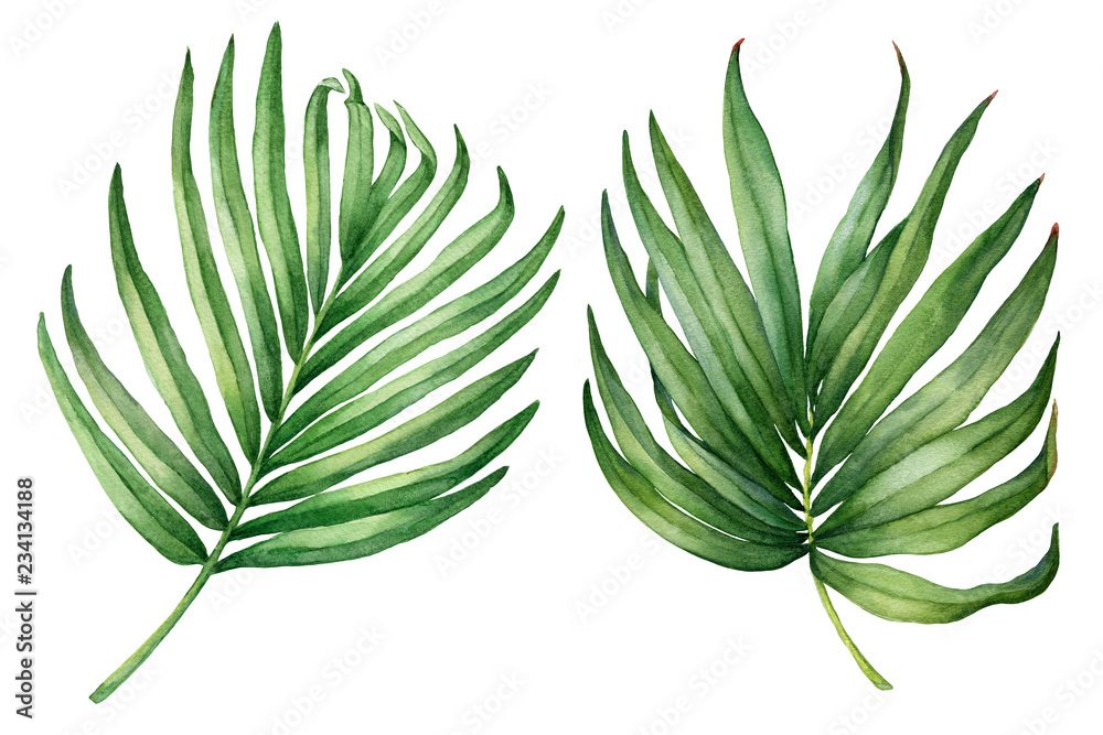 Obraz premium Set of exotic tropical green palm leaves. Watercolor hand drawn painting illustration isolated on a white background.