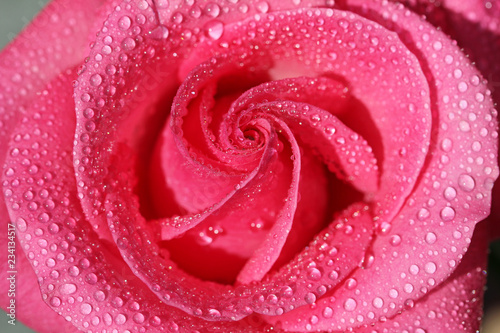 Rose with water drops close up