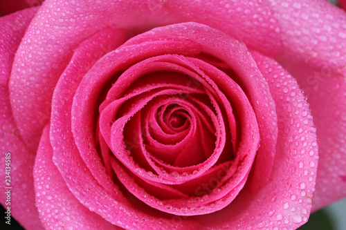 Rose flower with water drops close up