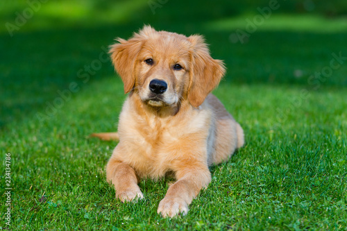 cute golden retriver puppy lying on the green grass